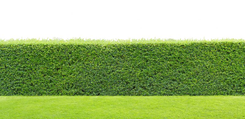 Decorative Hedge