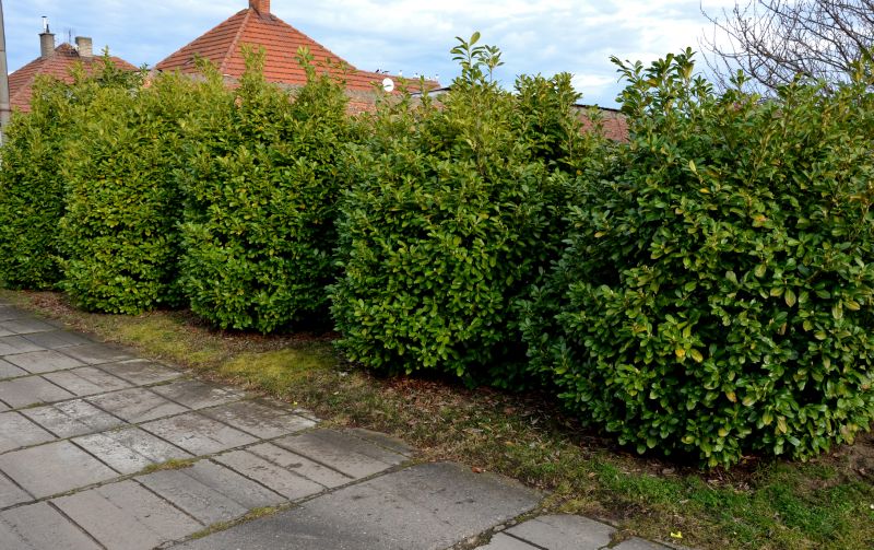 Lush Privacy Shrubs in a Garden